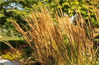 Calamagrostis x acutiflora 'Karl Foerster' - Garten-Reitgras 'Karl Foerster' Calamagrostis x acutiflora 'Karl Foerster' - Garten-Reitgras 'Karl Foerster'