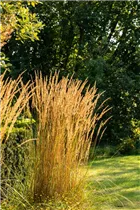 Calamagrostis x acutiflora 'Karl Foerster' - Garten-Reitgras 'Karl Foerster' Calamagrostis x acutiflora 'Karl Foerster' - Garten-Reitgras 'Karl Foerster'