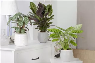 Calathea - Korbmarante Calathea - Korbmarante