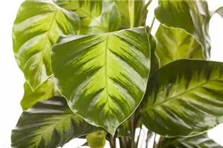 Calathea - Korbmarante Calathea - Korbmarante