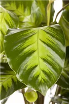 Calathea - Korbmarante Calathea - Korbmarante