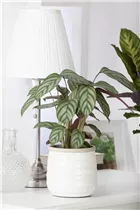 Calathea - Korbmarante Calathea - Korbmarante