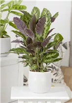 Calathea - Korbmarante Calathea - Korbmarante