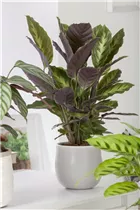 Calathea - Korbmarante Calathea - Korbmarante