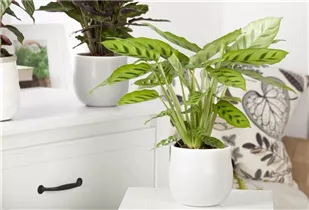 Calathea - Korbmarante Calathea - Korbmarante