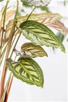 Calathea - Korbmarante Calathea - Korbmarante