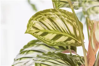 Calathea - Korbmarante Calathea - Korbmarante