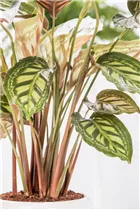 Calathea - Korbmarante Calathea - Korbmarante