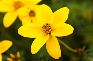 Bidens ferulifolia 'Golden Sun'(s) - Zweizahn Bidens ferulifolia 'Golden Sun'(s) - Zweizahn