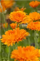 Calendula officinalis - Ringelblume Calendula officinalis - Ringelblume