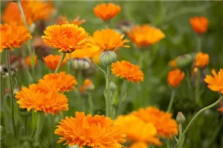 Calendula officinalis - Ringelblume Calendula officinalis - Ringelblume
