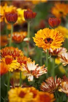 Calendula officinalis - Ringelblume Calendula officinalis - Ringelblume