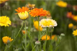 Calendula officinalis - Ringelblume Calendula officinalis - Ringelblume