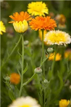 Calendula officinalis - Ringelblume Calendula officinalis - Ringelblume