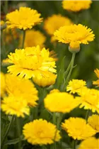 Calendula officinalis - Ringelblume Calendula officinalis - Ringelblume