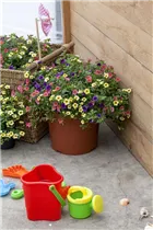 Calibrachoa Calimero® - Calibrachoa Calimero®