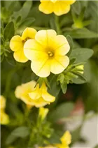 Calibrachoa 'Celebration'® - Zauberglöckchen 'Celebration'®