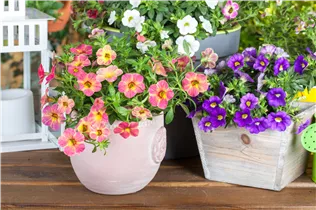Calibrachoa 'Celebration'® - Zauberglöckchen 'Celebration'®