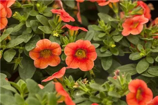 Calibrachoa 'Celebration'® - Zauberglöckchen 'Celebration'®