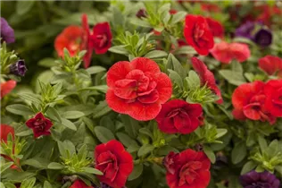 Calibrachoa 'Celebration'® - Zauberglöckchen 'Celebration'®