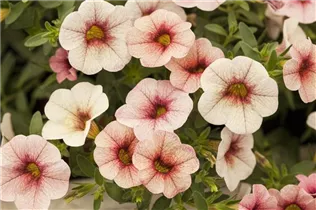 Calibrachoa 'Celebration'® - Zauberglöckchen 'Celebration'®