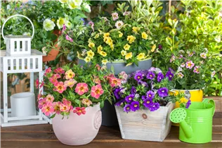 Calibrachoa 'Celebration® Karneval' - Zauberglöckchen 'Celebration® Karneval'