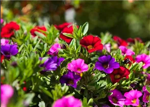 Calibrachoa 'Trixi'® - Zauberglöckchen 'Trixi'®