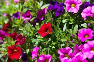 Calibrachoa 'Trixi'® - Zauberglöckchen 'Trixi'®