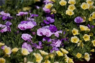 Calibrachoa 'Trixi'® - Zauberglöckchen 'Trixi'®