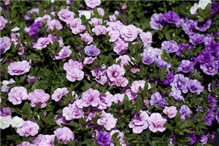 Calibrachoa 'Trixi'® - Zauberglöckchen 'Trixi'®
