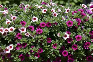 Calibrachoa 'Trixi'® - Zauberglöckchen 'Trixi'®