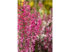 Calluna 'Beauty Ladies'® - Knospenblüherheide 'Beauty Ladies'® Calluna 'Beauty Ladies'® - Knospenblüherheide 'Beauty Ladies'®