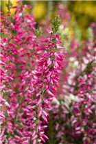 Calluna 'Beauty Ladies'® - Knospenblüherheide 'Beauty Ladies'®