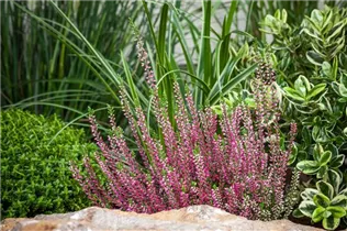Calluna 'Beauty Ladies'® - Knospenblüherheide 'Beauty Ladies'®