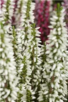Calluna 'Beauty Ladies'® - Knospenblüherheide 'Beauty Ladies'®
