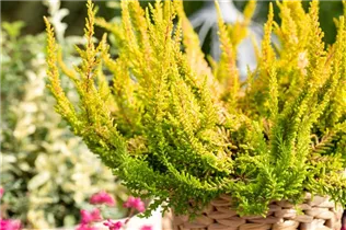 Calluna 'Beauty Ladies'® - Knospenblüherheide 'Beauty Ladies'®