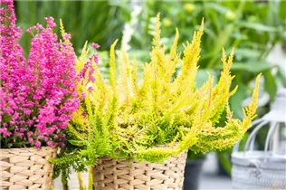 Calluna 'Beauty Ladies'® - Knospenblüherheide 'Beauty Ladies'®