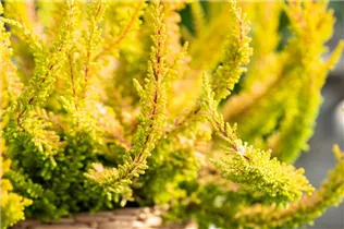 Calluna 'Beauty Ladies'® - Knospenblüherheide 'Beauty Ladies'®