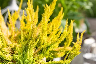 Calluna 'Beauty Ladies'® - Knospenblüherheide 'Beauty Ladies'®