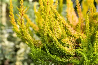 Calluna 'Beauty Ladies'® - Knospenblüherheide 'Beauty Ladies'®
