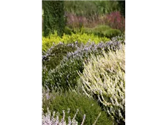 Calluna vulgaris - Besenheide Calluna vulgaris - Besenheide