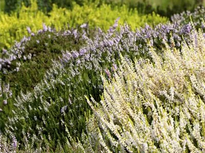 Calluna vulgaris - Besenheide Calluna vulgaris - Besenheide