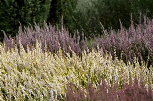 Calluna vulgaris - Besenheide Calluna vulgaris - Besenheide