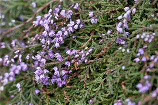 Calluna vulgaris - Besenheide Calluna vulgaris - Besenheide