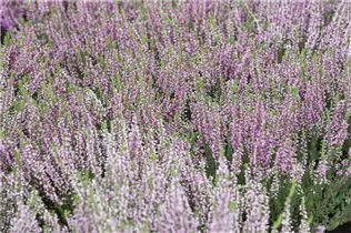 Calluna vulgaris - Besenheide Calluna vulgaris - Besenheide