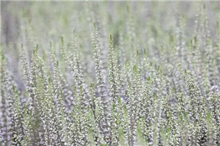 Calluna vulgaris - Besenheide Calluna vulgaris - Besenheide