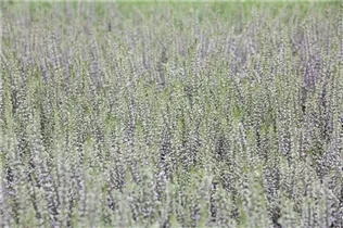 Calluna vulgaris - Besenheide Calluna vulgaris - Besenheide