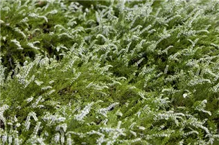 Calluna vulgaris - Besenheide Calluna vulgaris - Besenheide