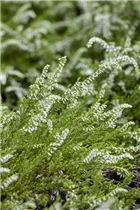 Calluna vulgaris - Besenheide Calluna vulgaris - Besenheide