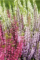 Calluna vulgaris Trio-Girls® - Winterharte Knospenheide Trio-Girls®